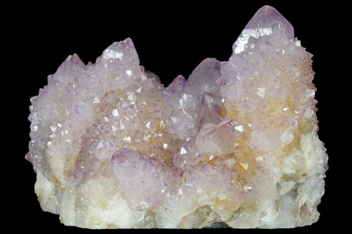 Cactus Quartz (Amethyst) Crystal Cluster - South Africa #132519